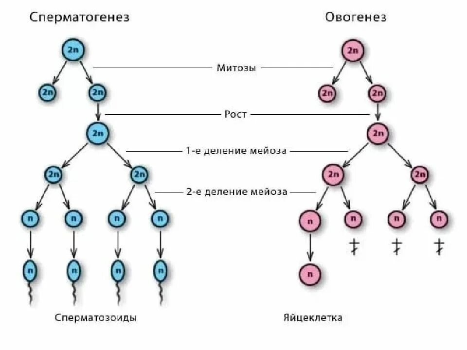 Схема сперматогенеза и овогенеза. Схема основных этапов сперматогенеза и овогенеза. Этапы гаметогенеза схема. Фазы овогенеза схема.