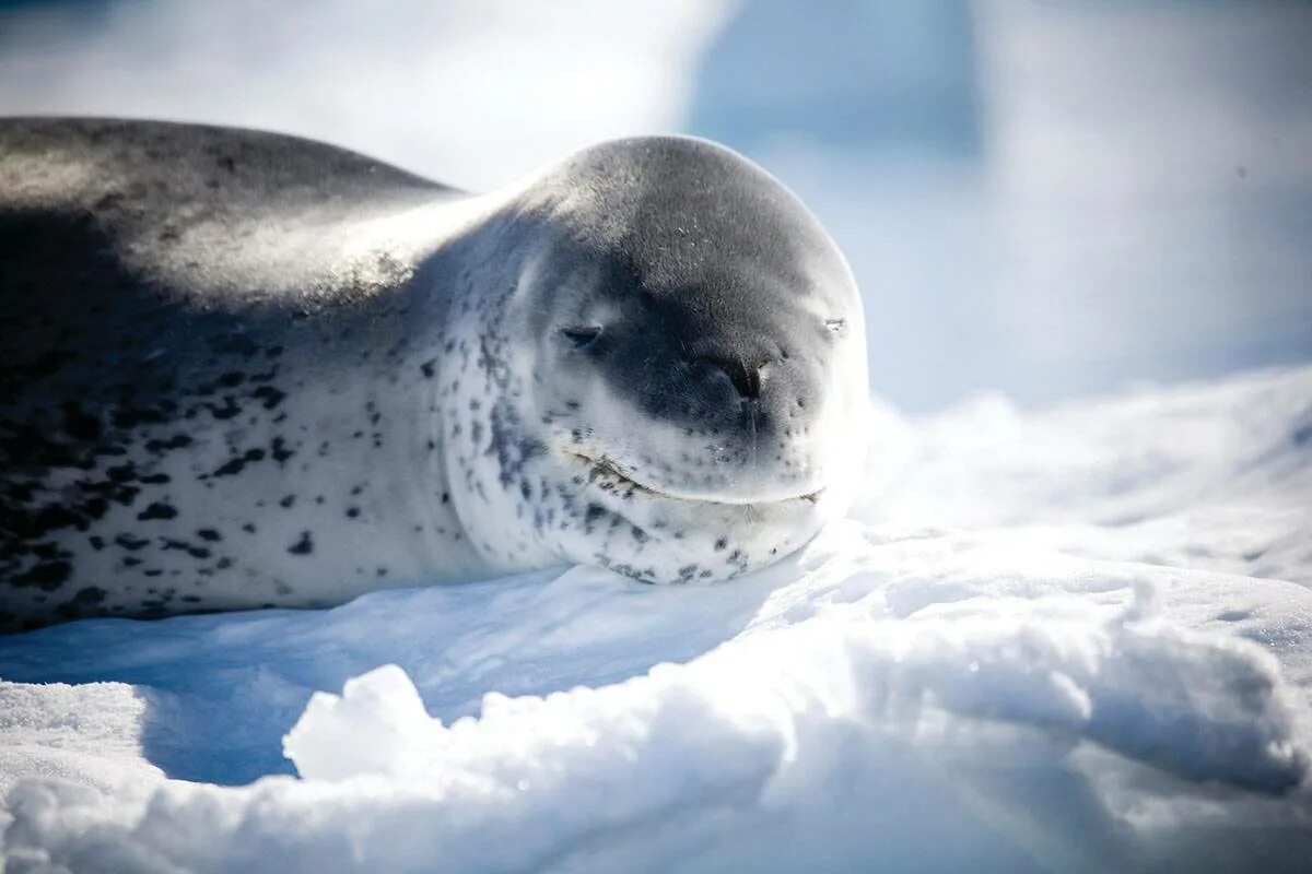 Интересные факты о тюленях. Тюлень-крабоед. Тюлень крабоед в Антарктиде. Морской крабоед. Ластоногие Вибриссы.