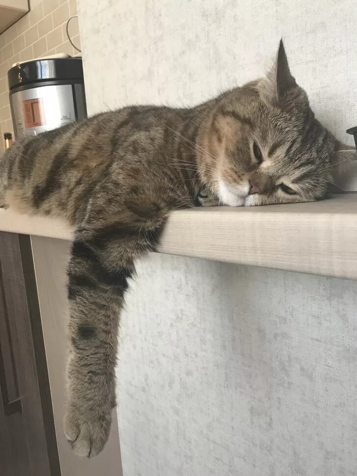 Кошка устала. Усталый кот. Уставший котенок. Котик устал. Кот стал.