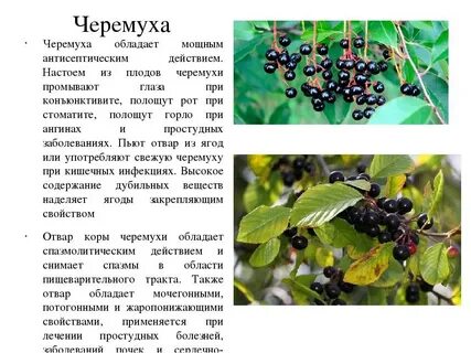 Плоды черемухи применение