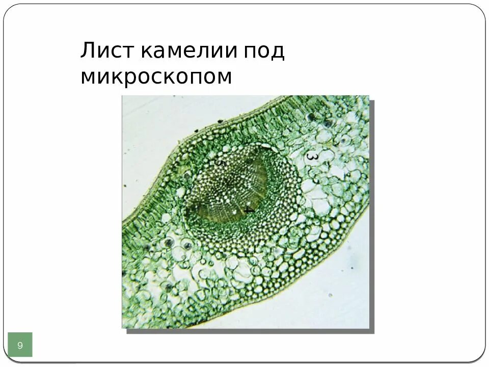 Как выглядит лист камелии под микроскопом Angiosperm Morphology: Stomatal Pits in Lower Epidermis of. Flickr