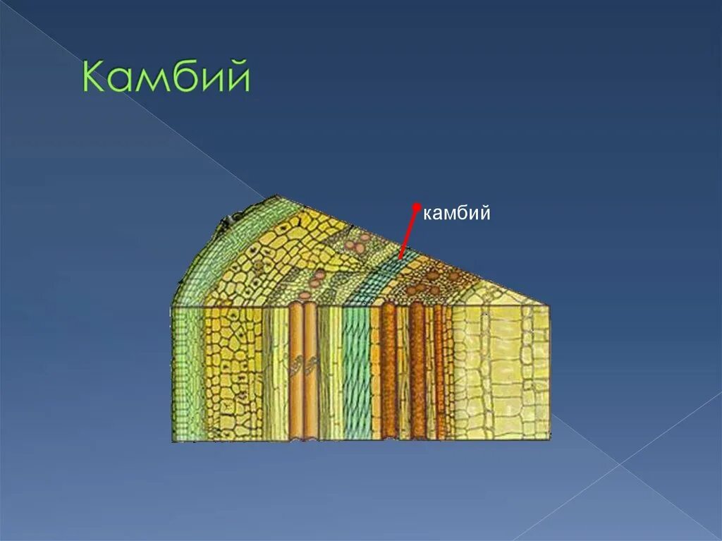 Какая роль камбия