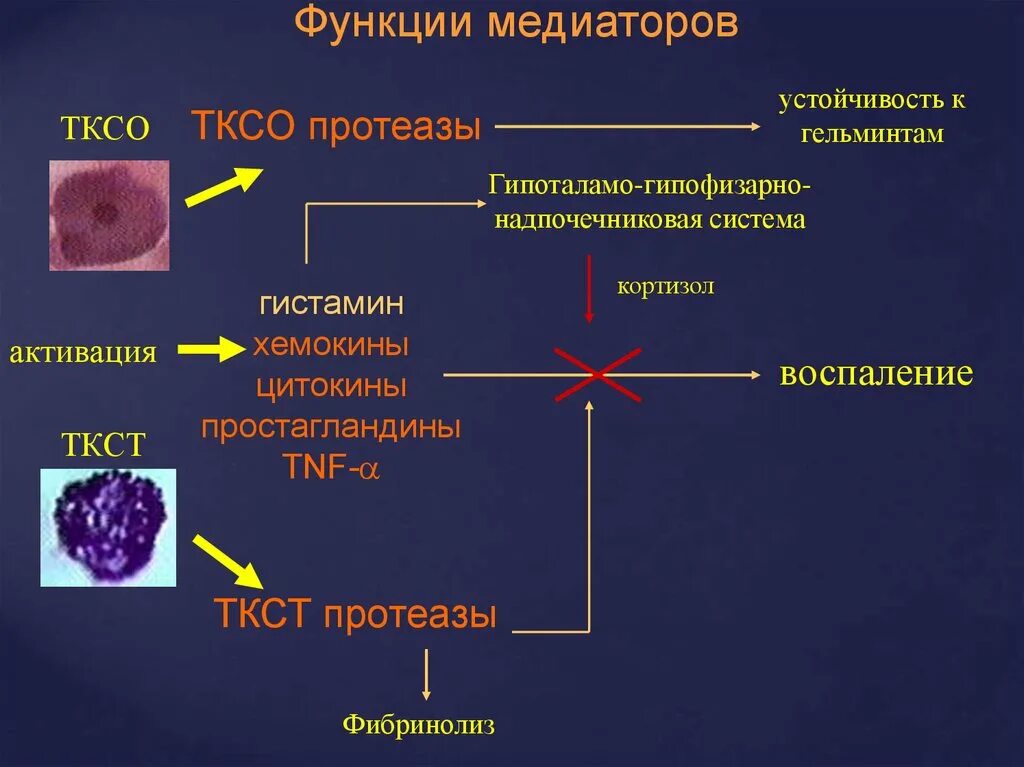 Препараты стабилизаторы мембран клеток. Тучные клетки гистамин. Медиаторы воспаления тучных клеток. Тучные клетки гистология. Тучная клетки гистология ткани.