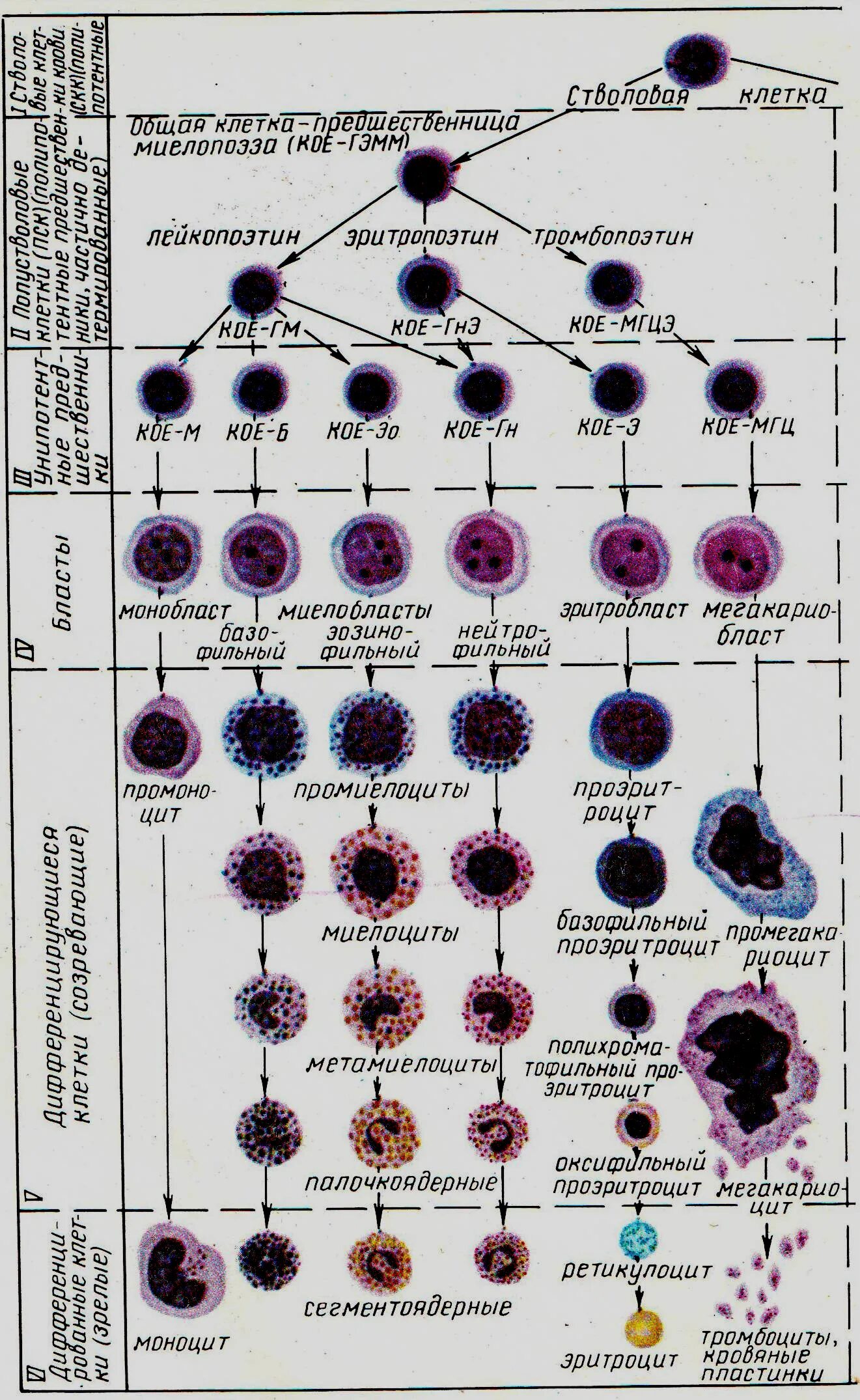 Кровь схема кроветворения по и.л Черткову а.и Воробьеву. Схема образования клеток крови. Схема гемопоэза лейкоцитов. Схема дифференцировки клеток крови.