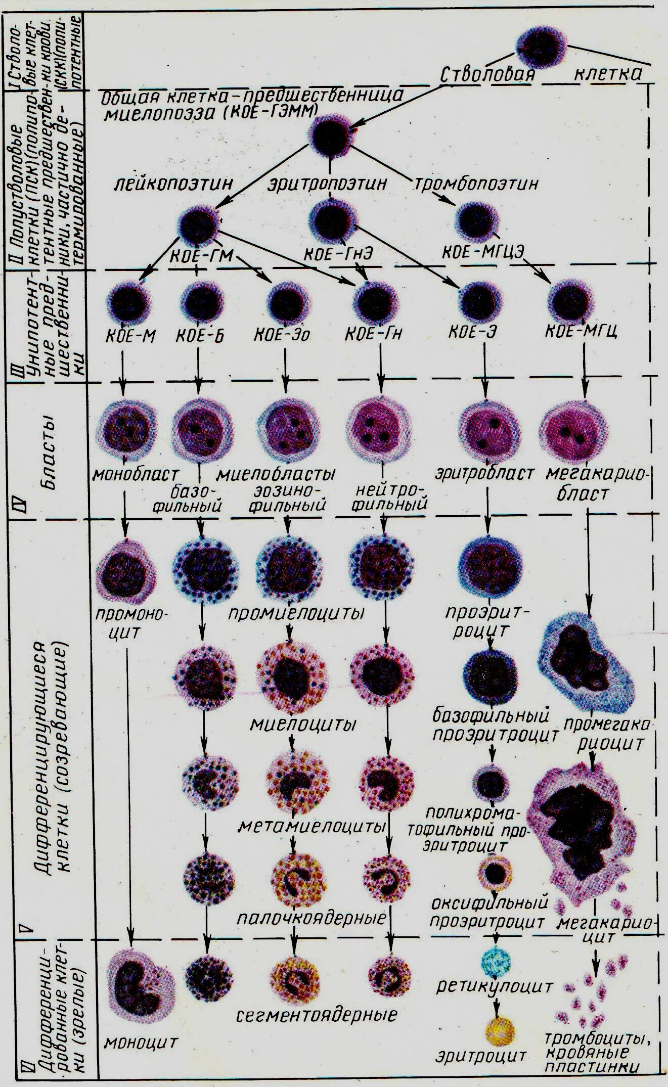 Кровь дифференцировка. Кровь схема кроветворения по и.л Черткову а.и Воробьеву. Схема образования клеток крови. Схема гемопоэза лейкоцитов. Схема дифференцировки клеток крови.