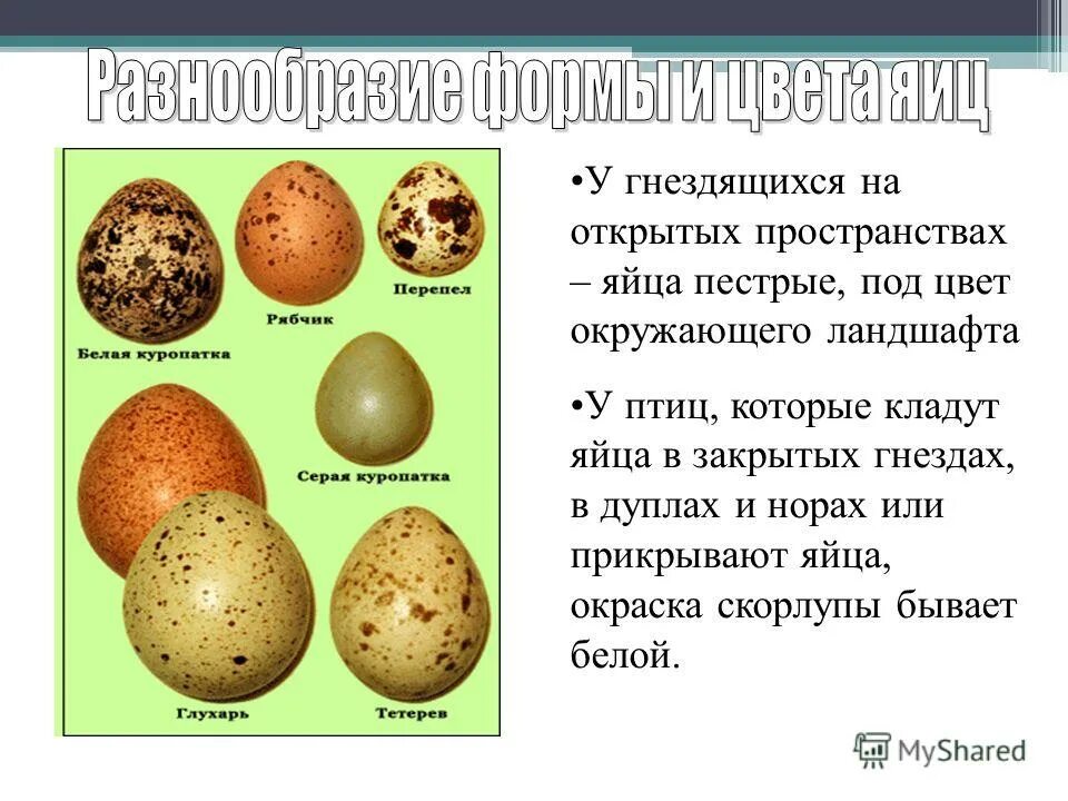 Размножение яйцами тип размножения. Древесная лягушка факты. Класс птицы размножение и развитие. Размножение и развитие черепахи. Размножение яйцами тип размножения.