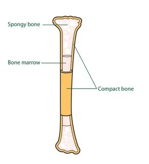 Bone marrow