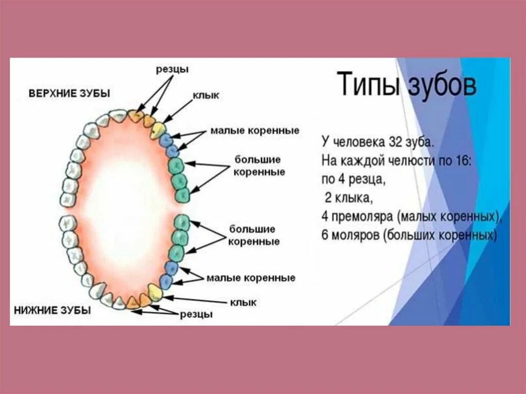 Передние и задние зубы какие. Название зубов. Типы зубов человека. Схема зубов с названиями. Название зубов у человека.