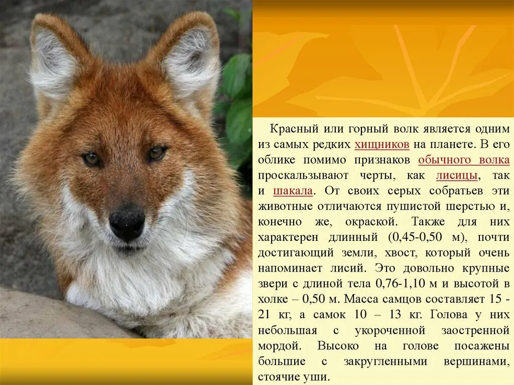 Фото животных описание. Красный волк краткое описание. Рассказ о Красном волке. Красный волк рассказ для 2 класса. Красный волк краткое сообщение.