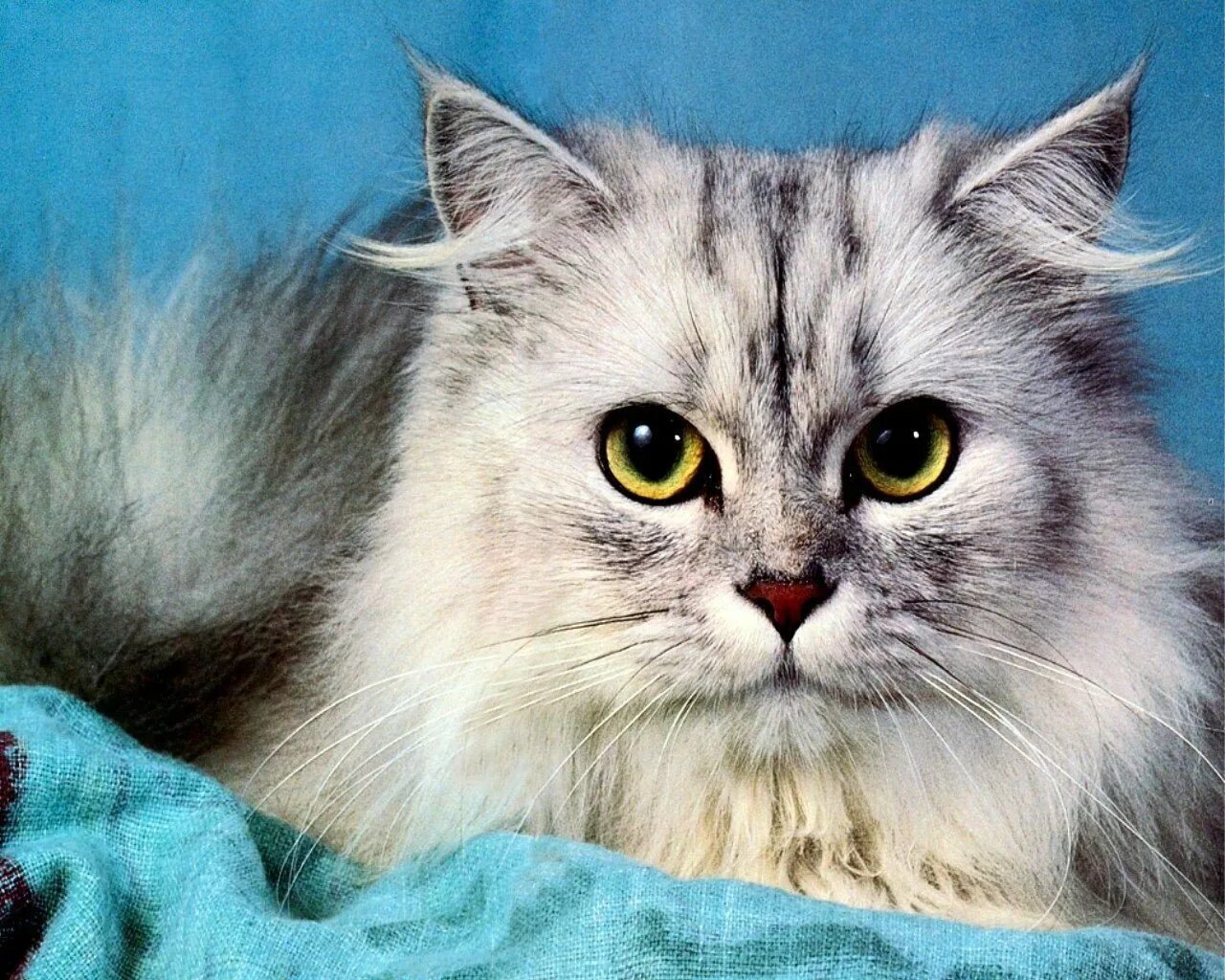 Самый кат. Персидская длинношерстная шиншилла. Персидская Сибирская длинношерстная. Персидская шиншилла кошка. Самые красивые кошки.