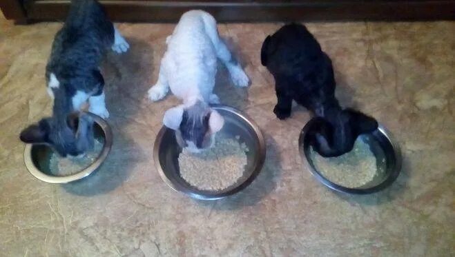 Прикорм для котят. Как кормить котенка 1 5 месяца кормом. Начало прикорма котят. Во сколько котёнок начинает кушать самостоятельно. Начало прикорма котят.