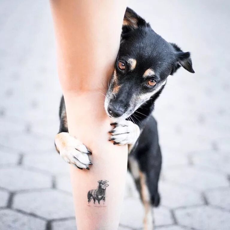 Тату собака. Тату с собакой для девушек. Тату собаки на руке у девушки. Тату собаки на ноге.