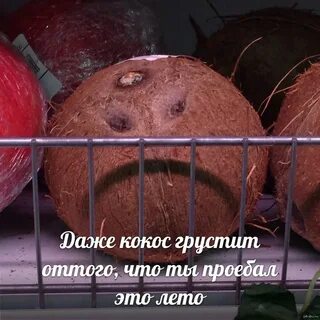 Сколько человек в год умирает от кокоса