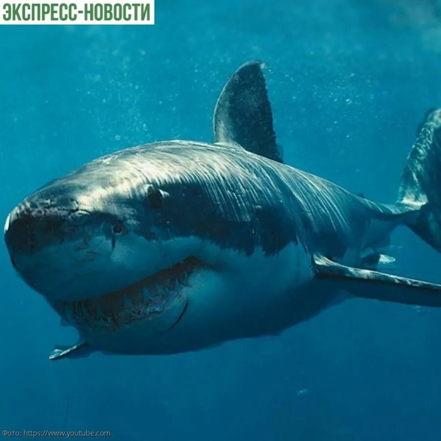 Мир белых акул. Белая акула людоед кархародон. Акула белая, акула-людоед, кархародон. Повелитель акул. Большая белая акула.