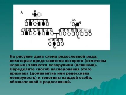 Отметили род