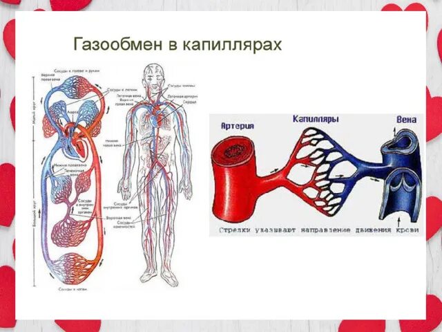 Движение крови в капиллярах. Направление движения крови в капиллярах. Газообмен в капиллярах. Газообмен в ка. Кровь направляется к легким