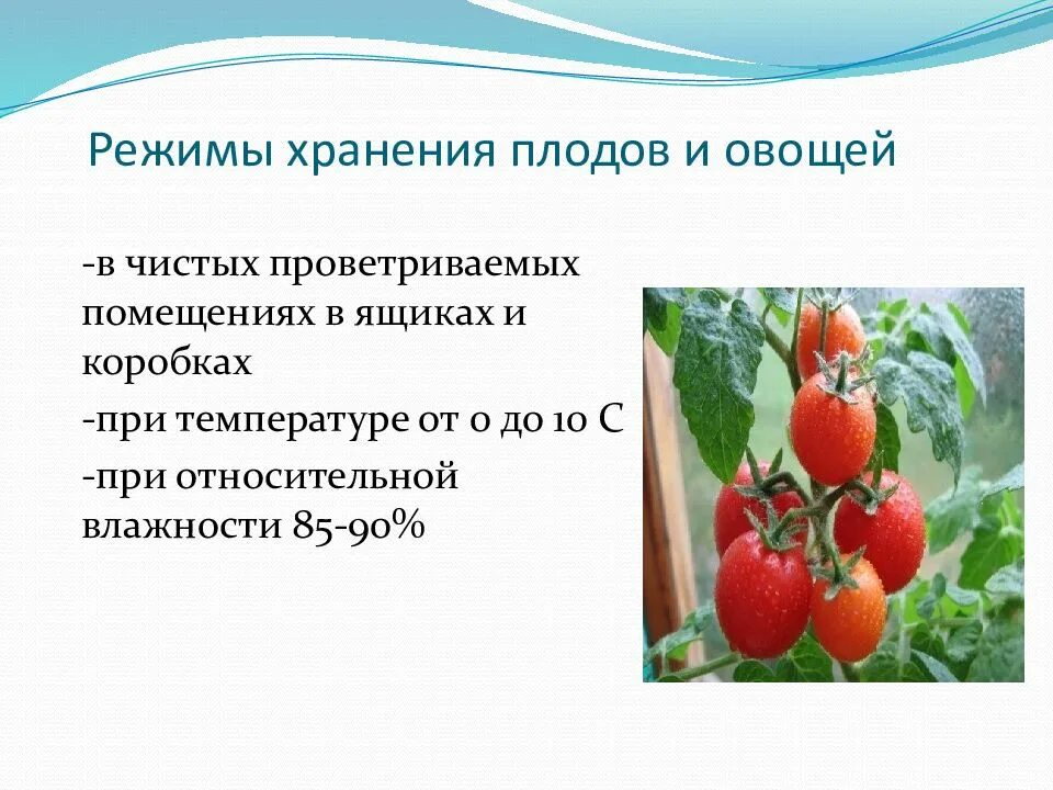 Требования к качеству хранения овощей. Способы хранения плодов и овощей. Условия хранения плодов и овощей. Плоды и овощи условия хранения. Лежкость овощей и плодов.