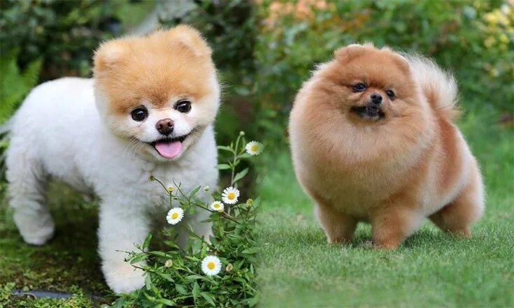 #Cute #Puppy #Dog #Animals Cute animals, Baby dogs, Cute dogs