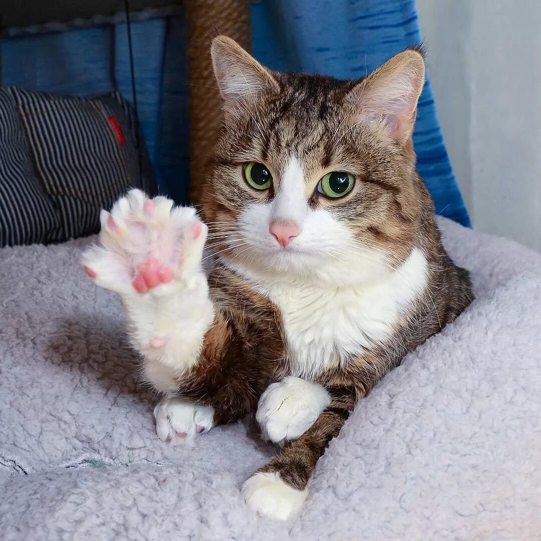 Данный кот. Кот показывает лапой. харизматичная кошка. кошачья мимика. коты с харизмой.