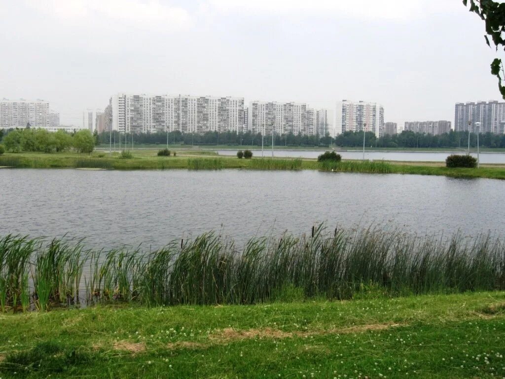 Братеевский пруд. Братеево район москвы. Пруд братеево. Братеево пруды. Пруд братеево.