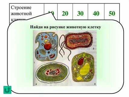 Биология 8 класс клетка и виды клеток