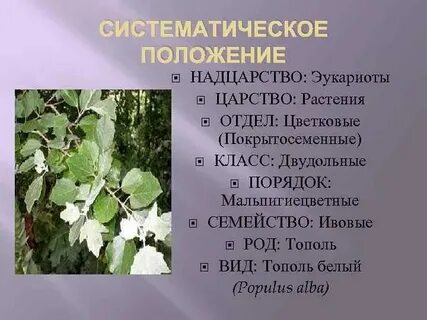 Систематическая группа ивы