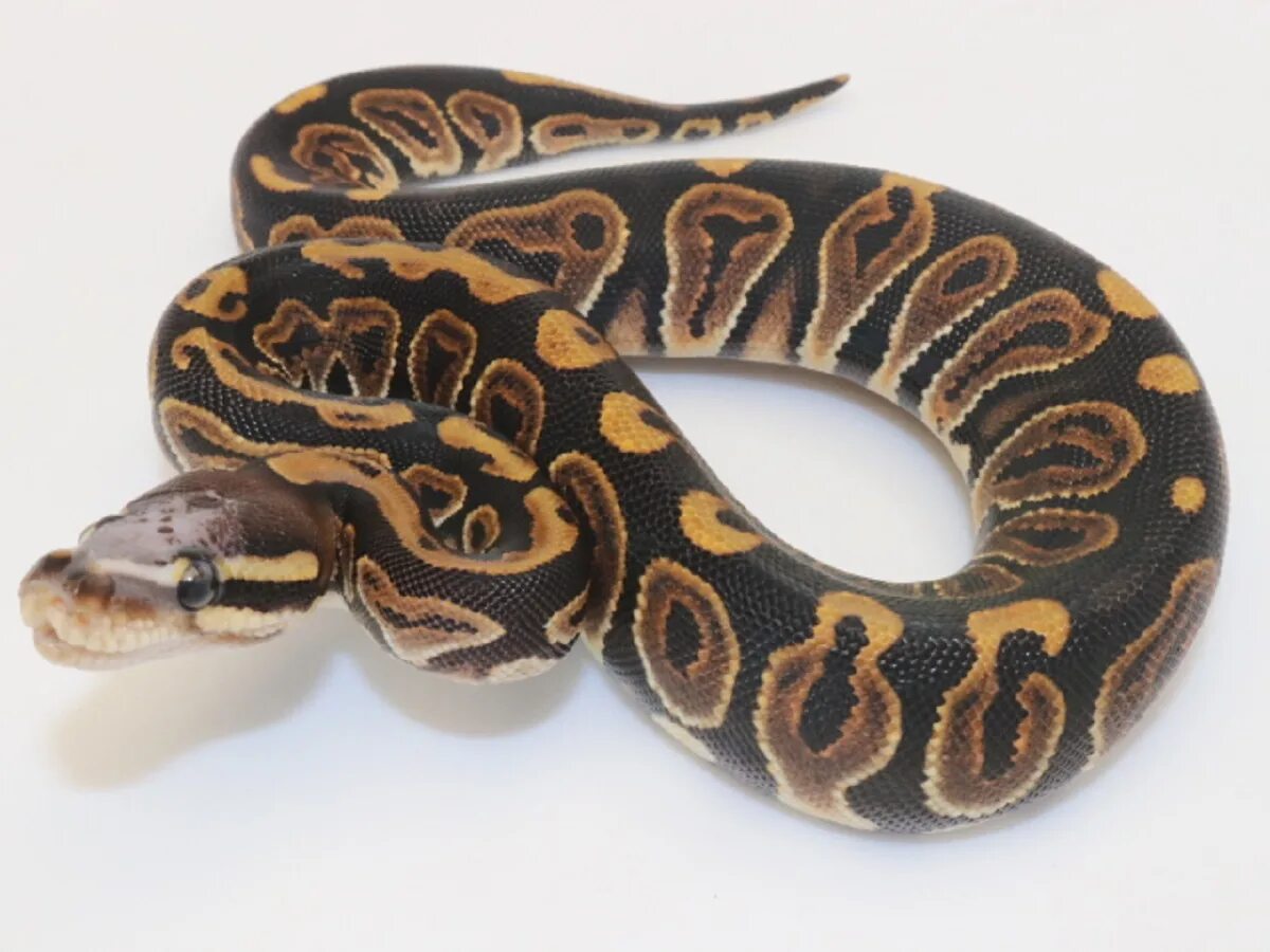 Head python