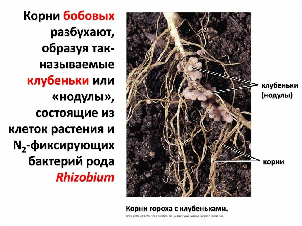 Корневые клубеньки бобовых. Бактериальные клубеньки бобовых. Клубеньковые бактерии ризобиум. Клубенек гороха