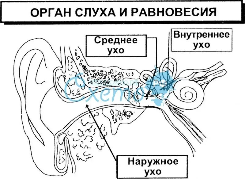 Строение органа слуха. Орган слуха и равновесия. Схема строения органа слуха и равновесия. Орган слуха и орган равновесия. 8 орган слуха и равновесия