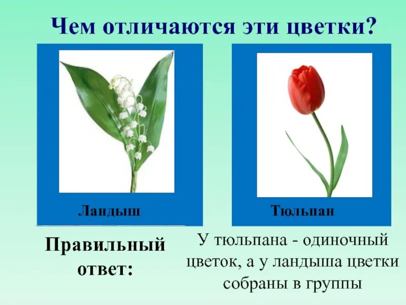 Одиночный цветок и соцветие. Тюльпан цветок или соцветие. Соцветие тюльпана. Цветы Ландыши тюльпаны.