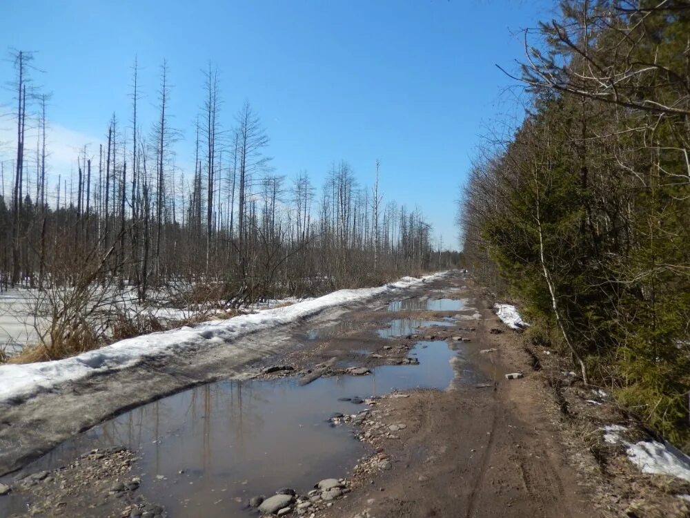 Город Сердобск болото мертвых.