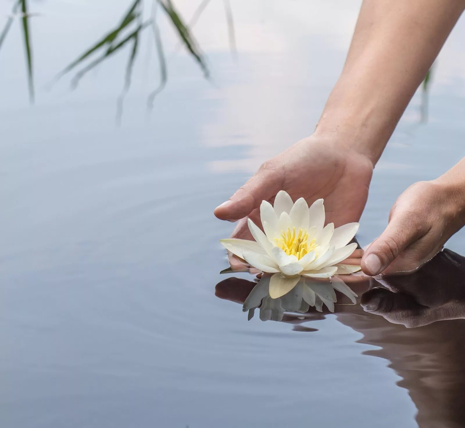 лотос в ладонях. нилюфер цветок.