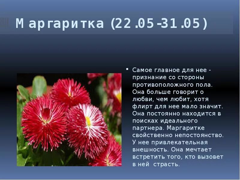 Цветок львов по гороскопу. Гороскоп цветы. Маргаритка цветочный гороскоп. Цветочный гороскоп по имени. Цветочный гороскоп картинки.