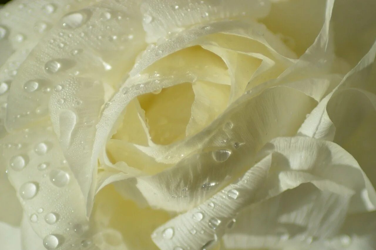 Лепестками белых роз. Лепестки белых роз. Лепестками белых роз наше ложе застелю. Лепестки роз на белом фоне. Белые лепестки роз на белом столе.