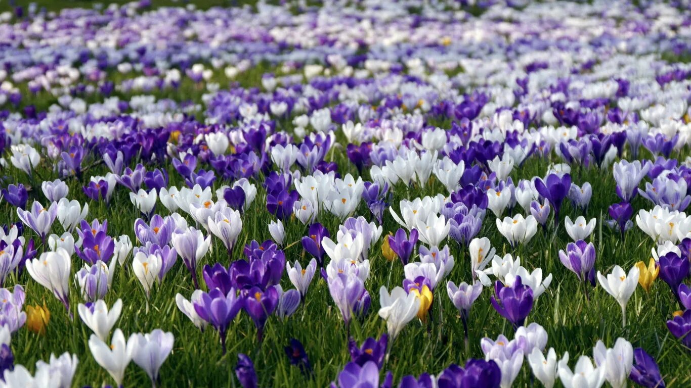 Flower nature. Бойчечак Гули. Поля крокусов Голландия. Бойчечак расми. Пролески, подснежники, крокусы.