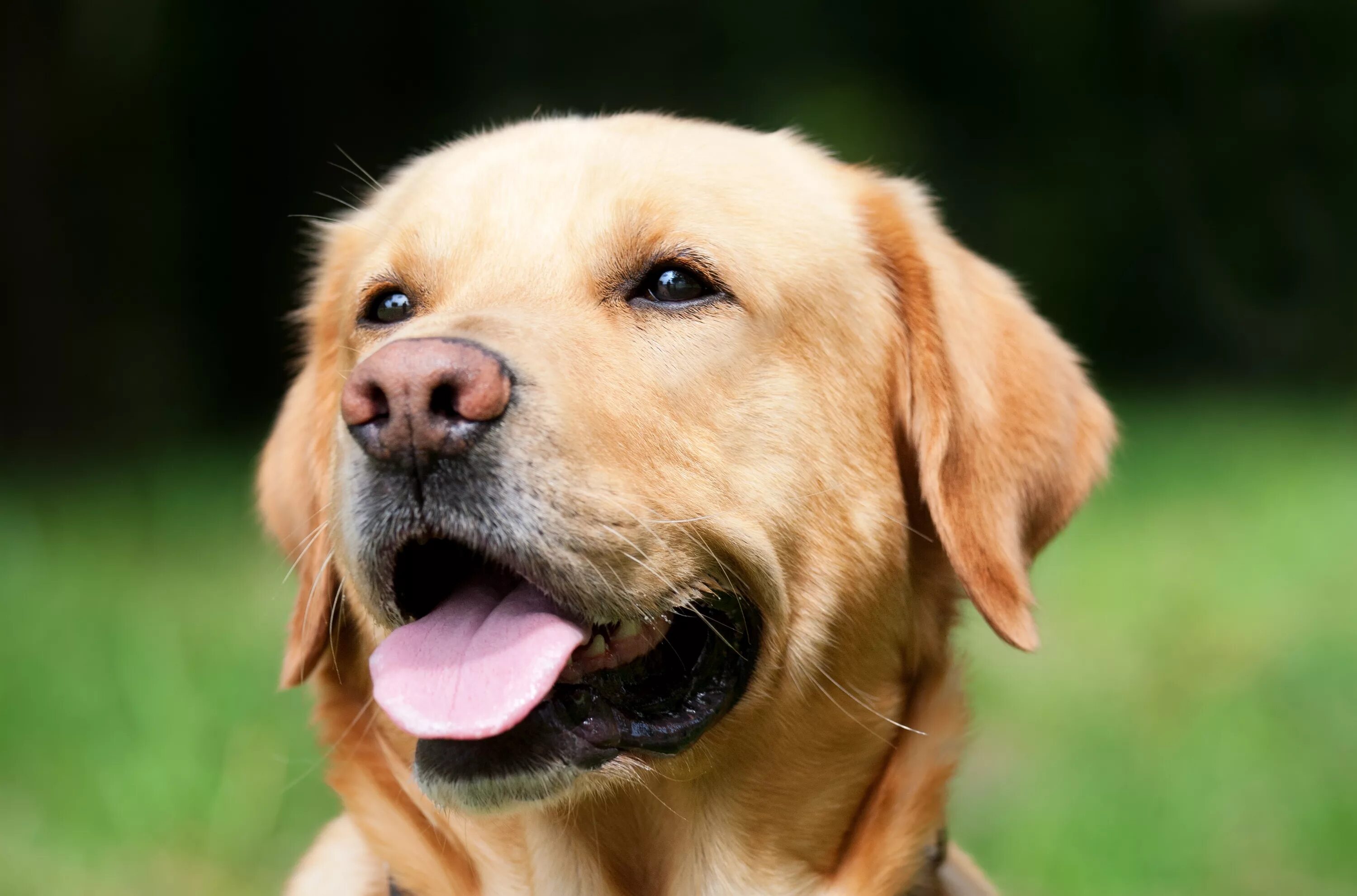 Золотистый улыбающийся пес. Лабрадор ретривер. Лабрадор ретривер породы собак. Лабрадор ретривер фото. Лабрадор ретривер щенок.