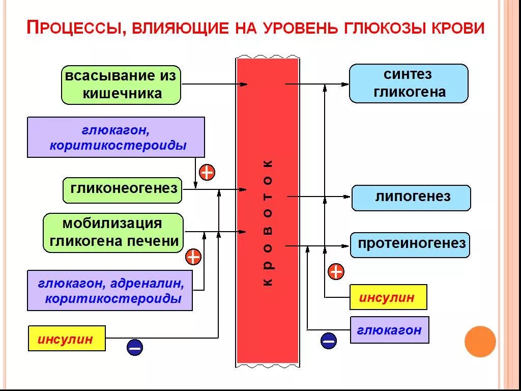 Что влияет на уровень Глюкозы в крови. Факторы влияющие на уровень Глюкозы. Факторы влияющие на уровень сахара в крови. Уровень Глюкозы в крови факторы влияющие на этот показатель.