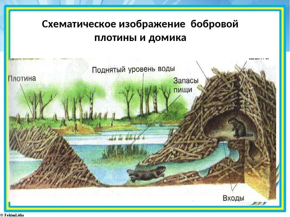 Почему бобра