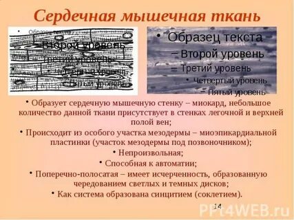 Развитие сердечной мышечной ткани