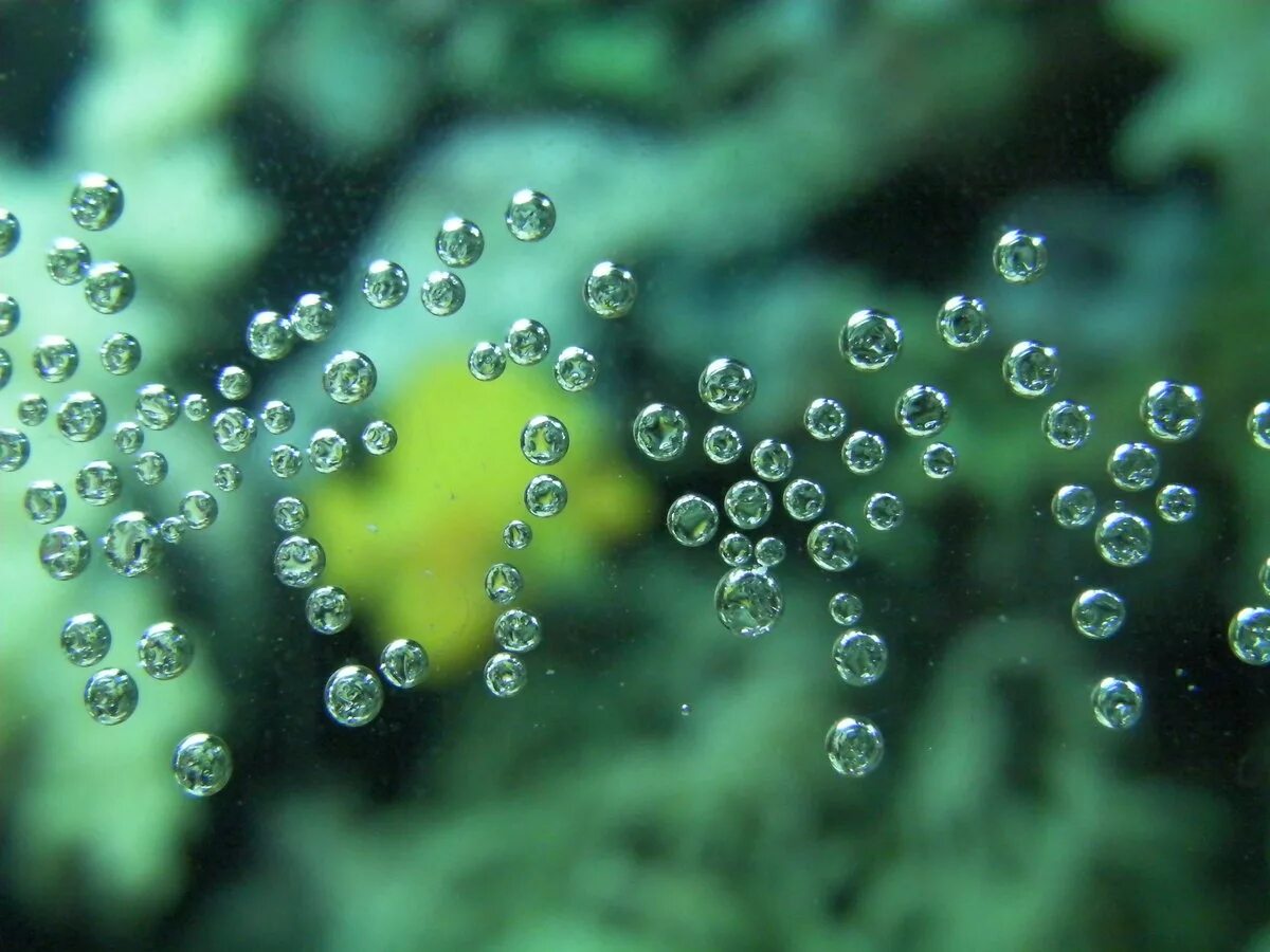 Водные растения пузырьки. Пузыри в воде. Красивые пузырьки. Кислород пузыри. Пузыри воздуха.