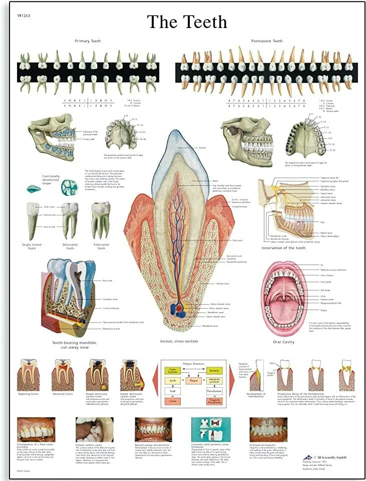 Сколько стоят зубы человека. Строение зубов формула зубов анатомия. Анатомия зубов пропедевтика стоматологии. Зубы анатомия медунивер. Строение зубов зубная формула анатомия.