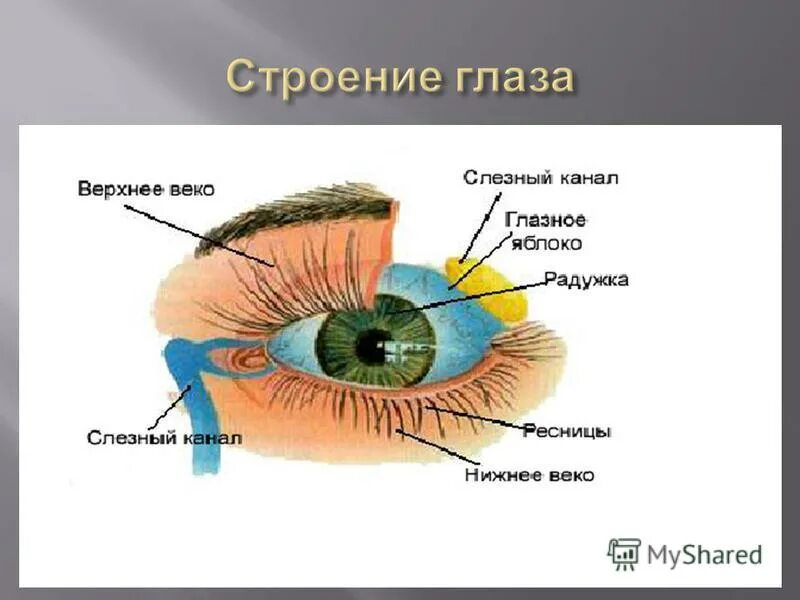 Строение глаза задания