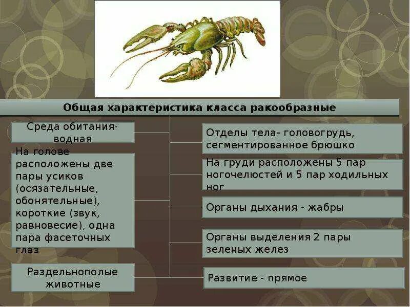 Характеристика ракообразных 7 класс биология. Общее строение ракообразных. Класс ракообразных 7 класс описание. Класс ракообразные общая характеристика. Речной рак 7 класс