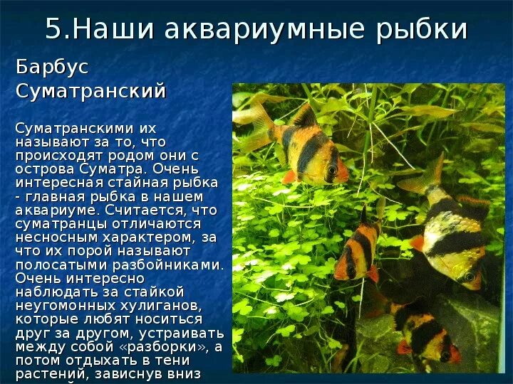 Рыбки для аквариума. Доклад на тему мой домашний аквариум. Наблюдение за аквариумными рыбками. Аквариум с рыбками для презентации. Аквариум искусственная экосистема.