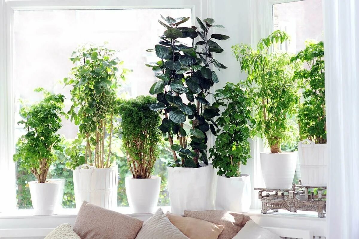 Indoor plants. Полисциас. Полисциас комнатное. Полисциас Шеффлера. Фикус,плющ,замиокулькас.