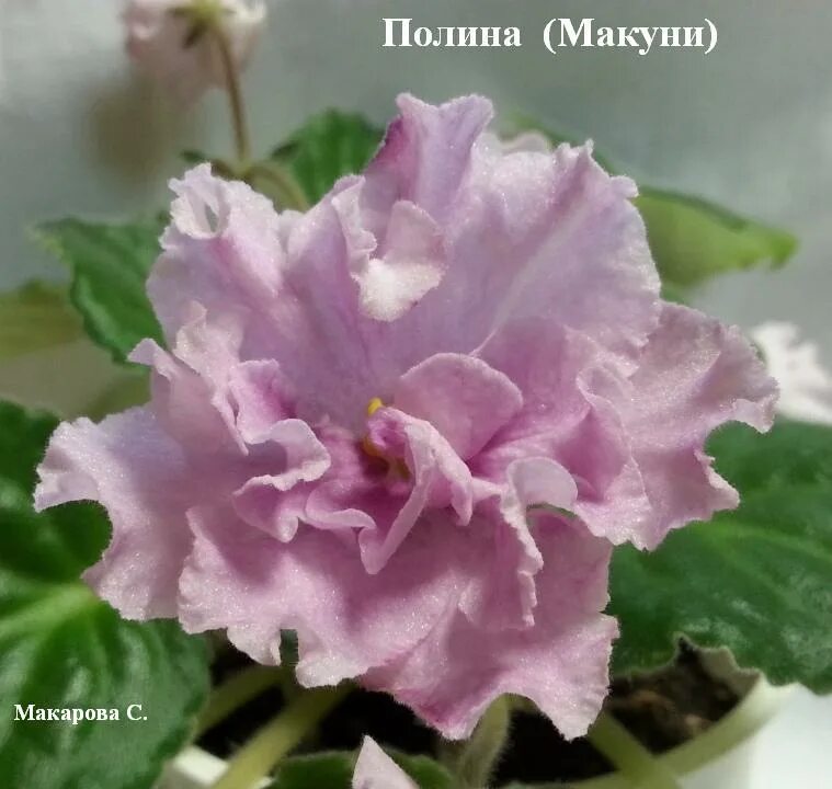 Фиалка Вика Макуни. Фиалка звезда Макуни. Фиалка Наташа Макуни. Фиалка вика