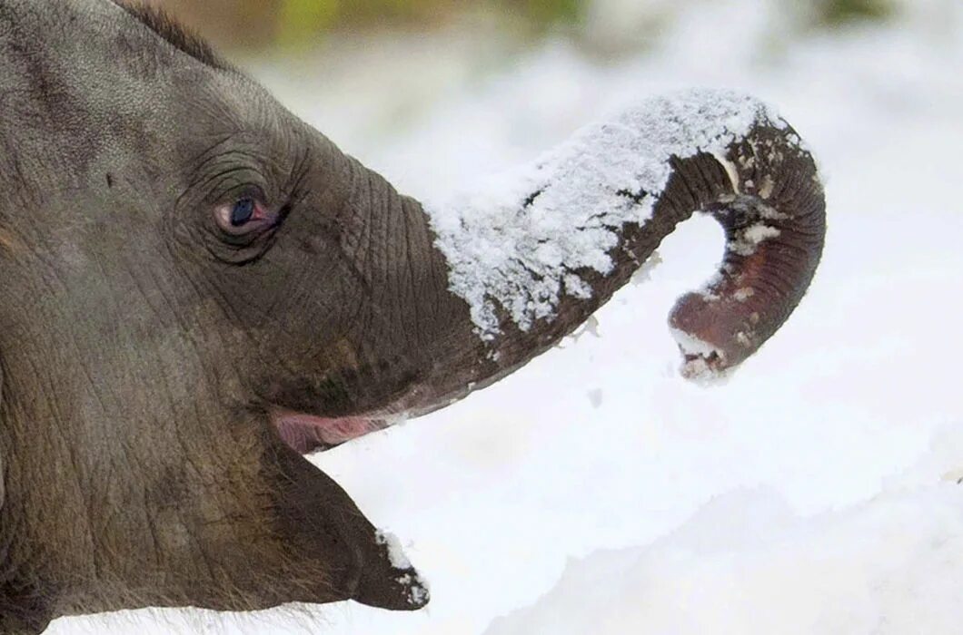 Слоны зимой. Слоник зима. Слон зимой. Слон зимой. Два слона.
