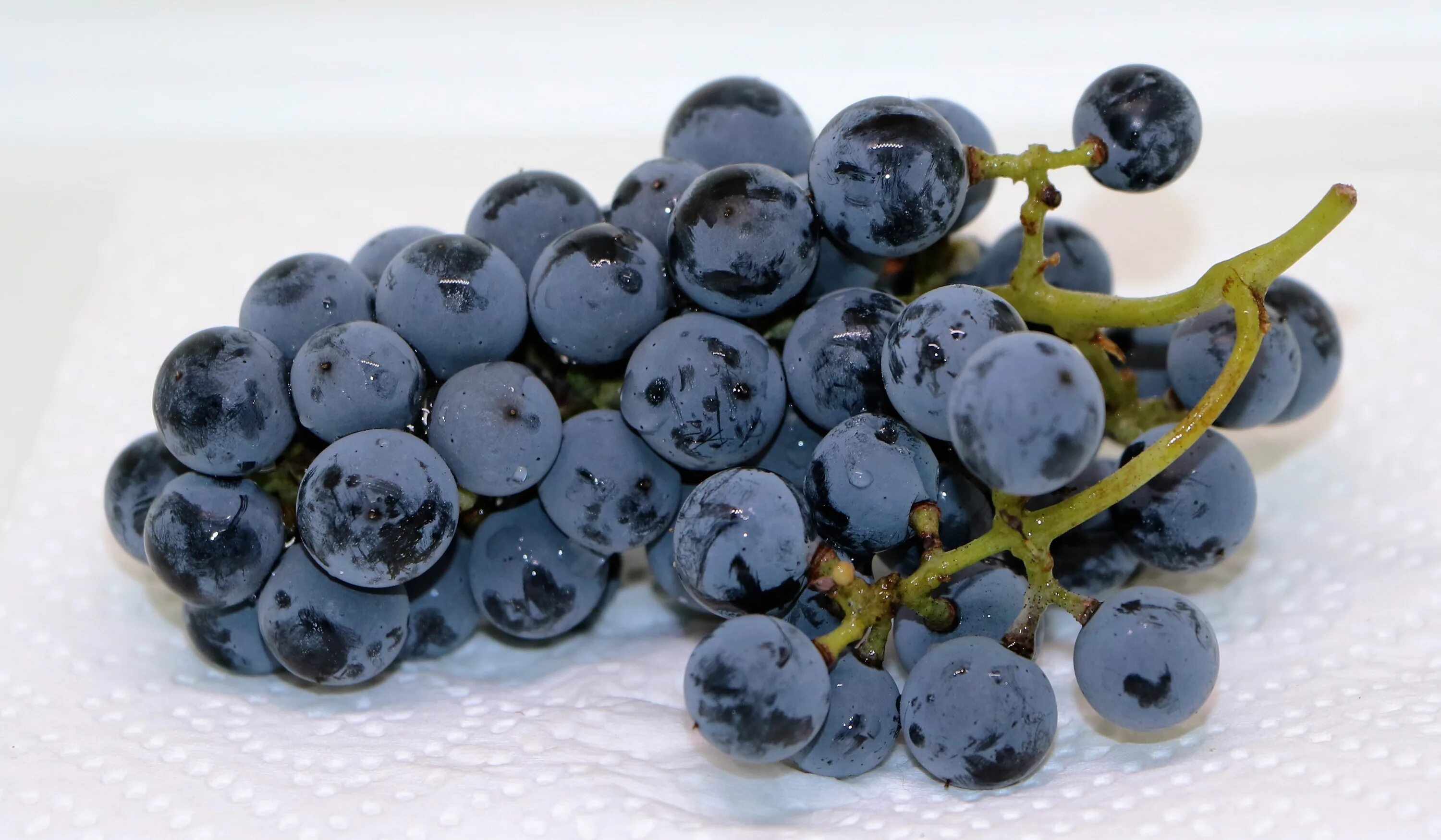 Blueberry виноград. Синий виноград. Голубой виноград. Гроздь синего винограда. Винограда ягодка