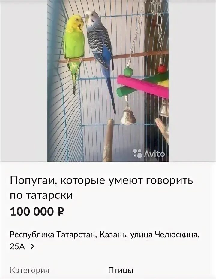 Птицы не умеют петь