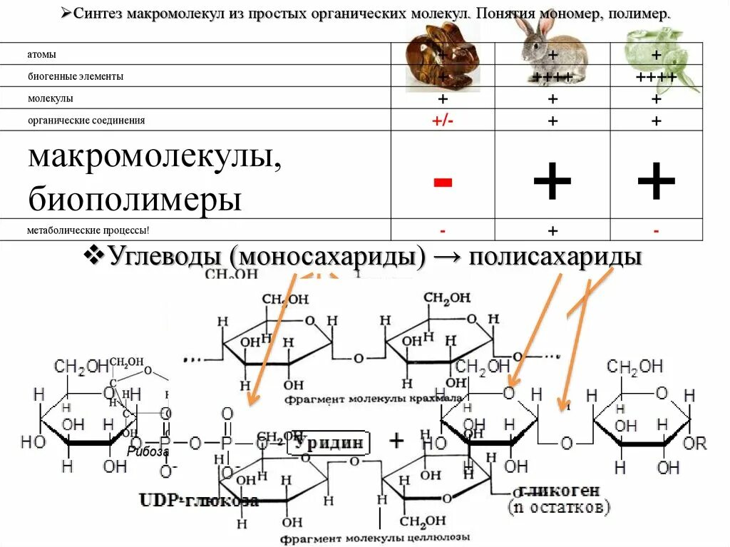 Биосинтез мономеров. Синтез полимеров из мономеров. Синтез макромолекул. Органические мономеры и полимеры. Биополимеры на основе крахмала.